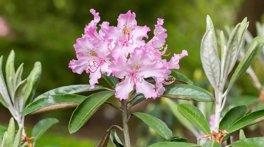 Rhododendron viscosum 'Millenium' (GS665824.jpg)