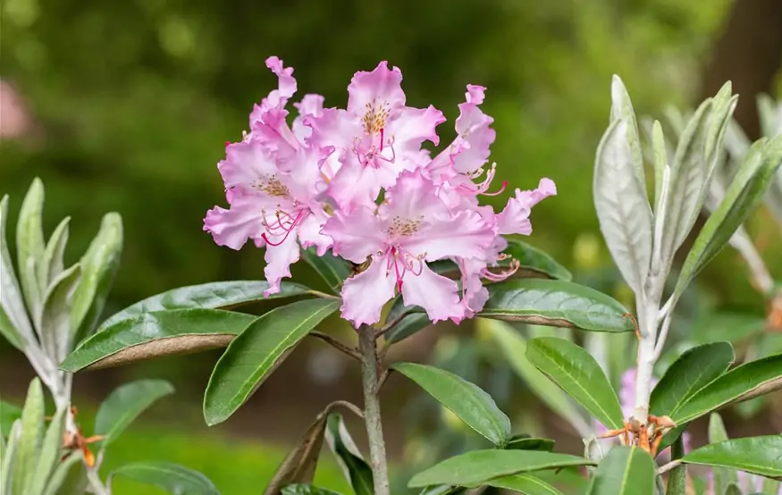 Rhododendron viscosum 'Millenium' (GS665824.jpg)