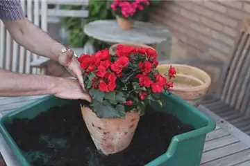 Blumenkübel - Bepflanzen mit Sommerblumen Blumenkübel - Bepflanzen mit Sommerblumen