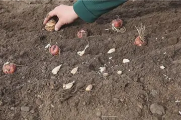 Blumenzwiebeln - Einpflanzen im Garten Blumenzwiebeln - Einpflanzen im Garten