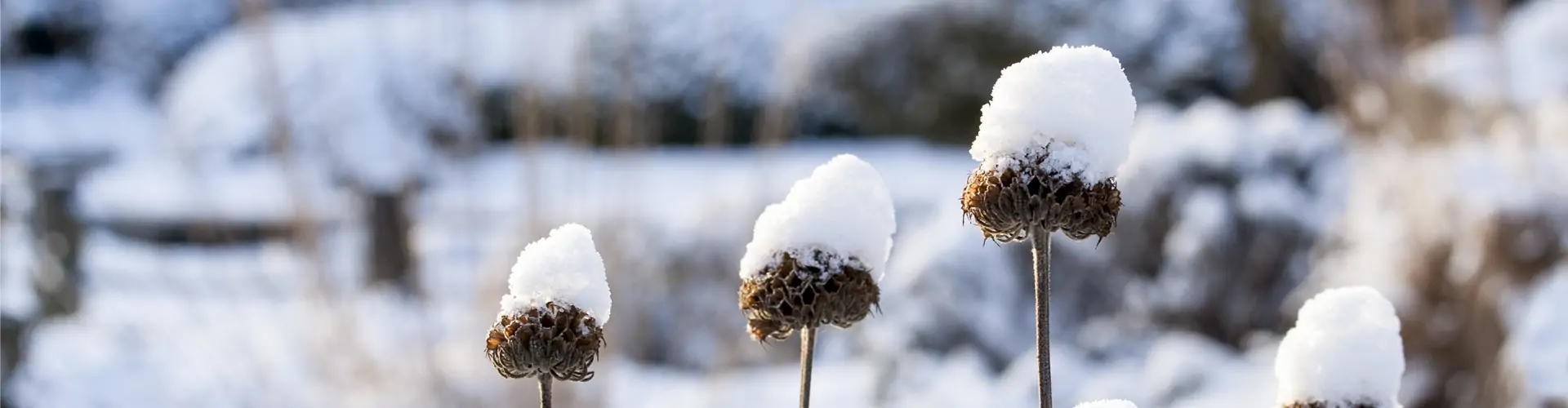 Sträucher mit Schnee
