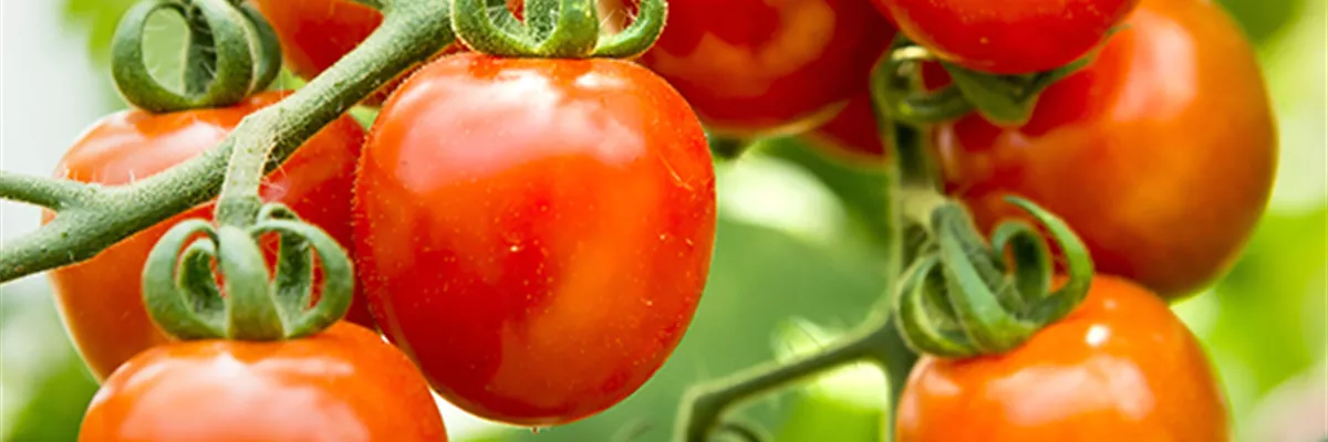 2734_BioGaertnern_Tomate 2734_BioGaertnern_Tomate