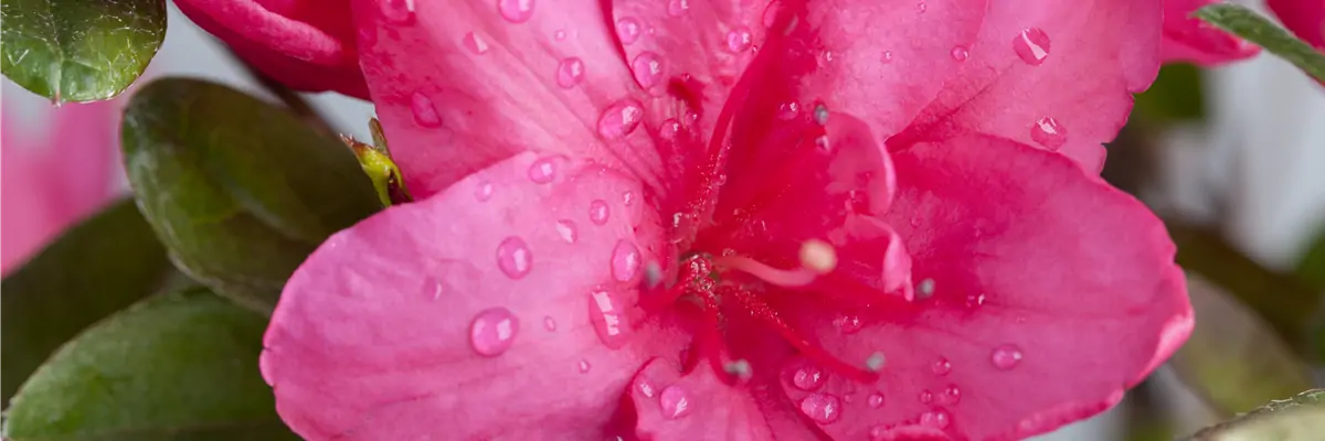Rhododendron simsii, pink Rhododendron simsii, pink