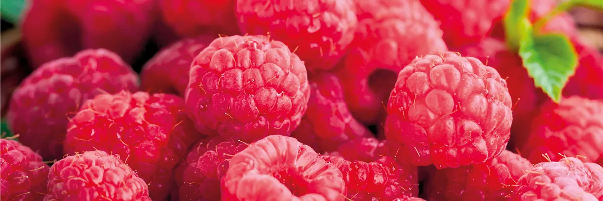 Info-Broschüre-Obst Info-Broschüre-Obst