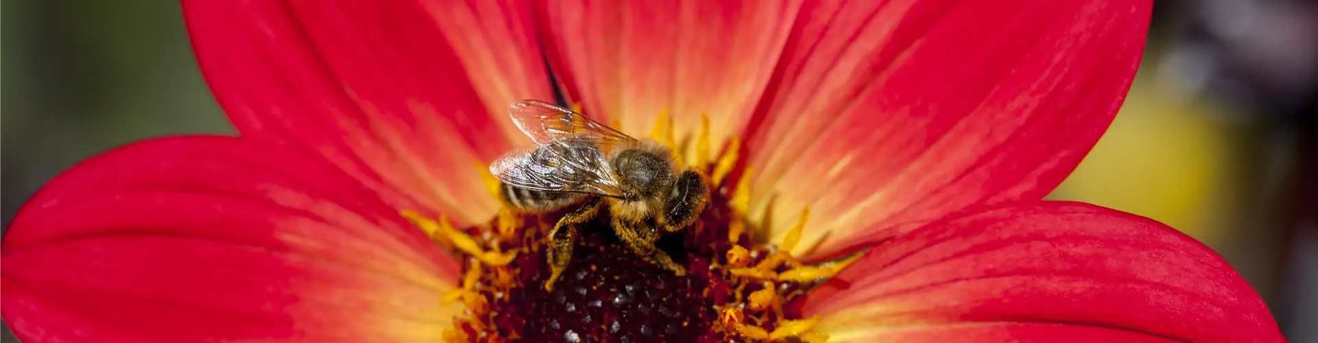 Dahlia 'Happy Single Flame'