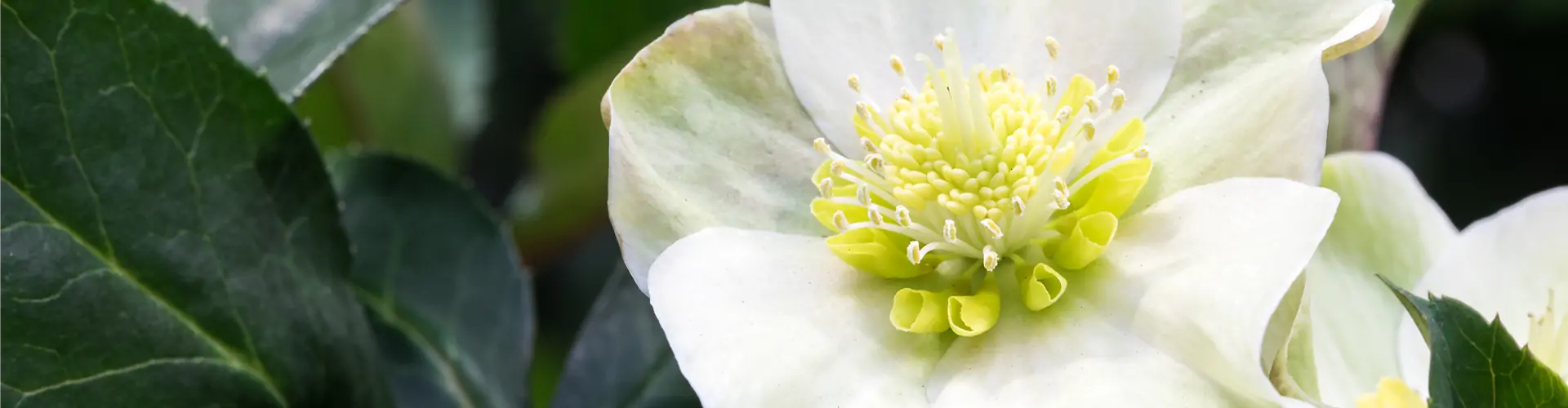 Helleborus x ericsmithii 'HGC Shooting Star'®