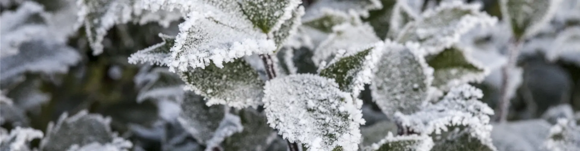 Ilex