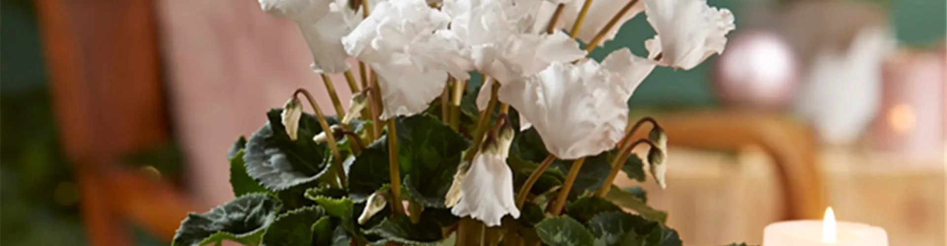 WIR KÖNNEN WEIHNACHTEN!