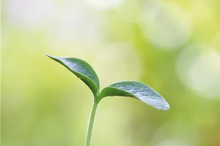 GENUSSGARTEN!