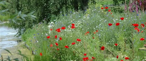 SAMENBOMBEN - BLüHENDE üBERRASCHUNG IM GARTEN