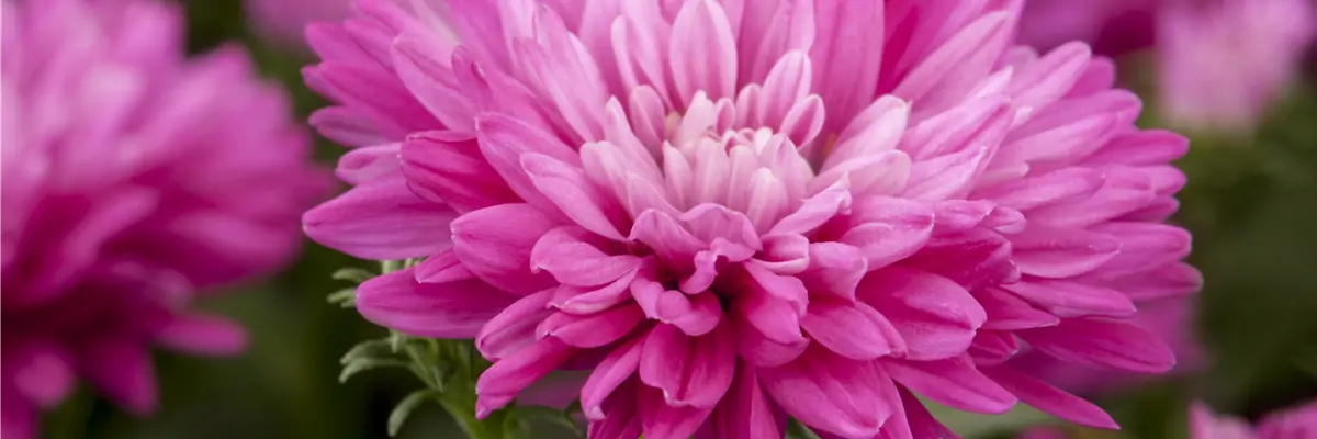 Aster novi-belgii