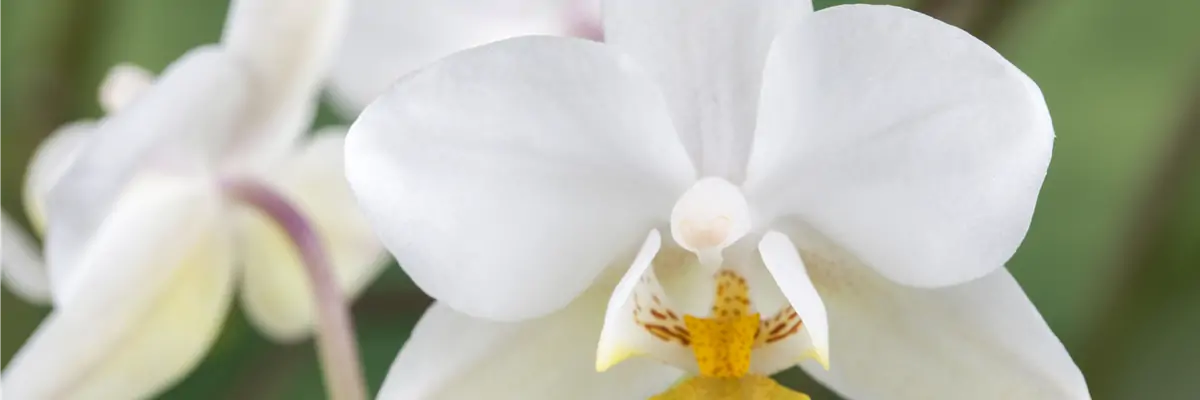Phalaenopsis 'Wild Orchid' Phalaenopsis 'Wild Orchid'