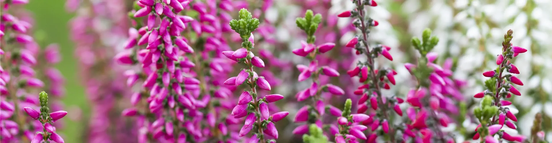 Calluna vulgaris 'Beauty Ladies'® Trio