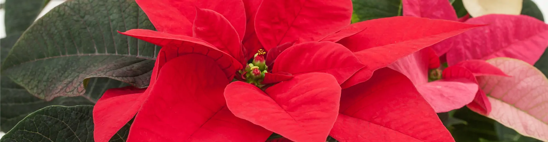 Euphorbia pulcherrima, rot