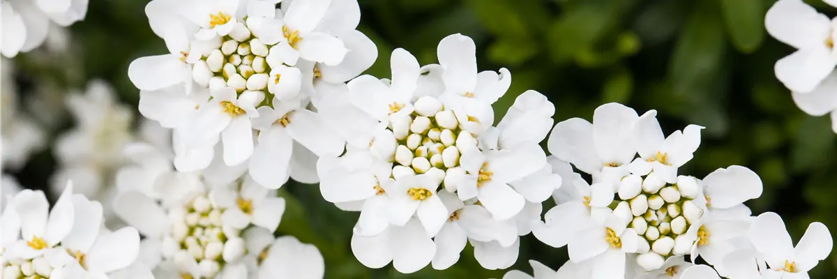 Iberis sempervirens 'Schneeflocke' Iberis sempervirens 'Schneeflocke'