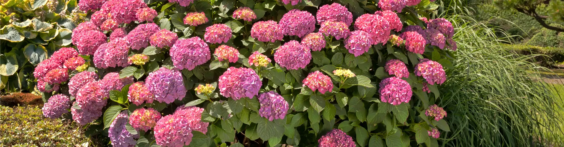 Hydrangea macrophylla