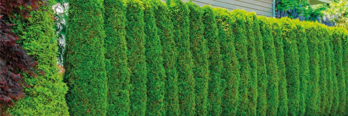 Info-Broschüre-Hecke Info-Broschüre-Hecke