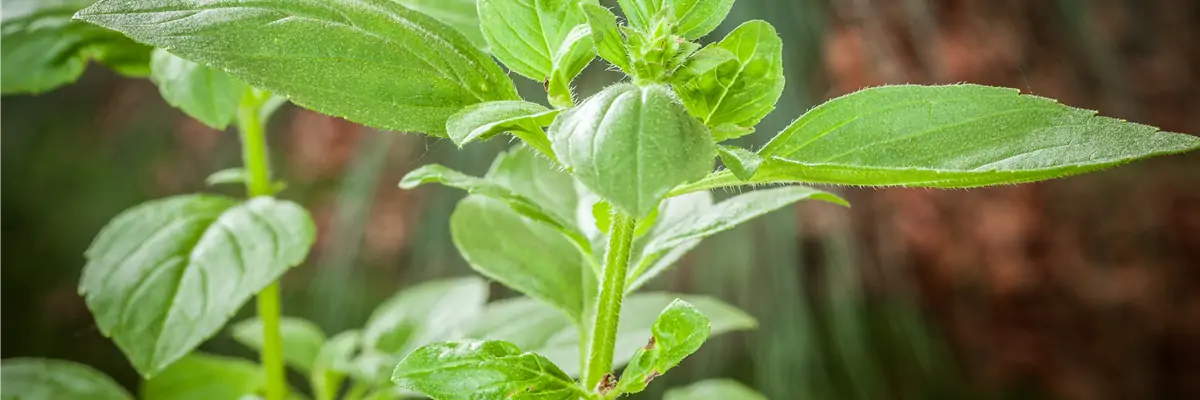 Ocimum basilicum 'Magic White' Ocimum basilicum 'Magic White'
