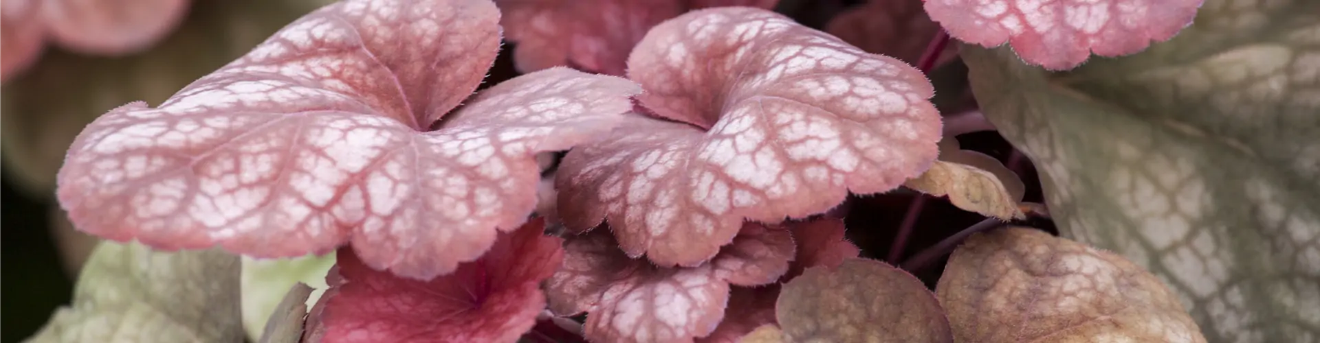 Heuchera 'Amber Lady'