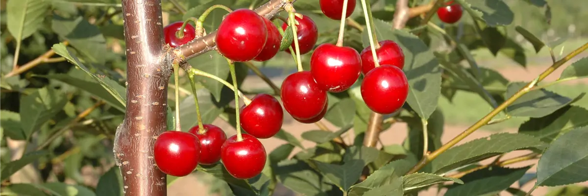 Prunus cerasus 'Topas'® Prunus cerasus 'Topas'®
