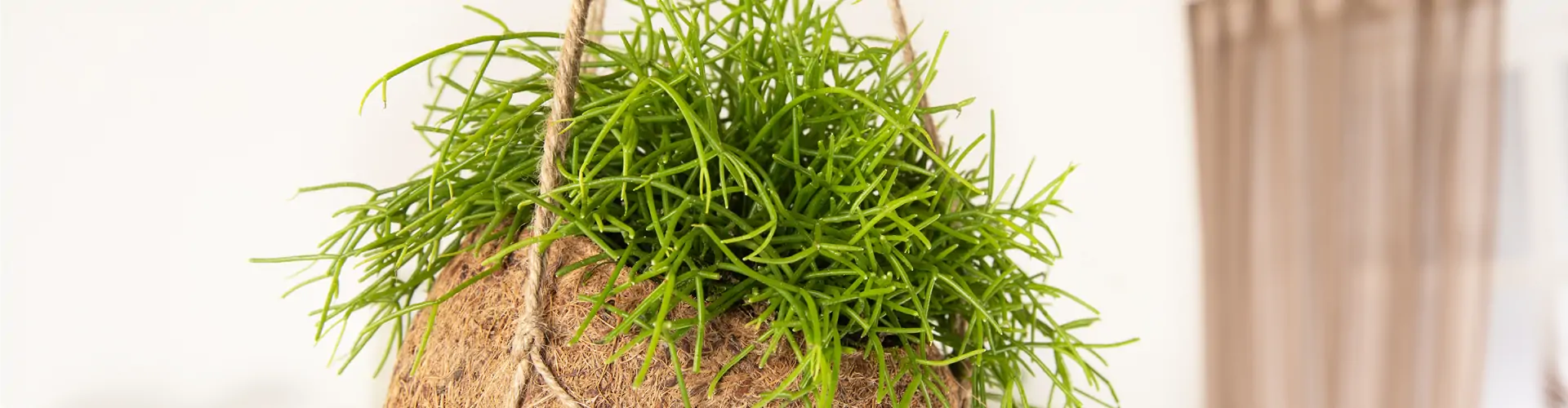 Rhipsalis baccifera