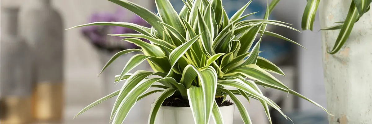 Chlorophytum comosum 'Ocean' Chlorophytum comosum 'Ocean'