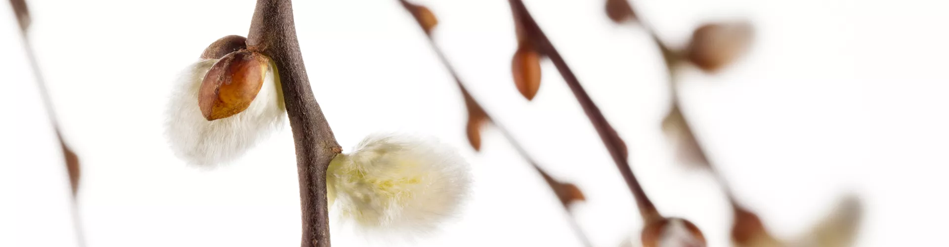 Salix caprea 'Pendula'