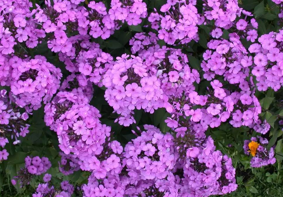 PHLOX