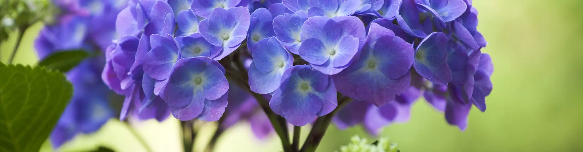 Hydrangea macrophylla