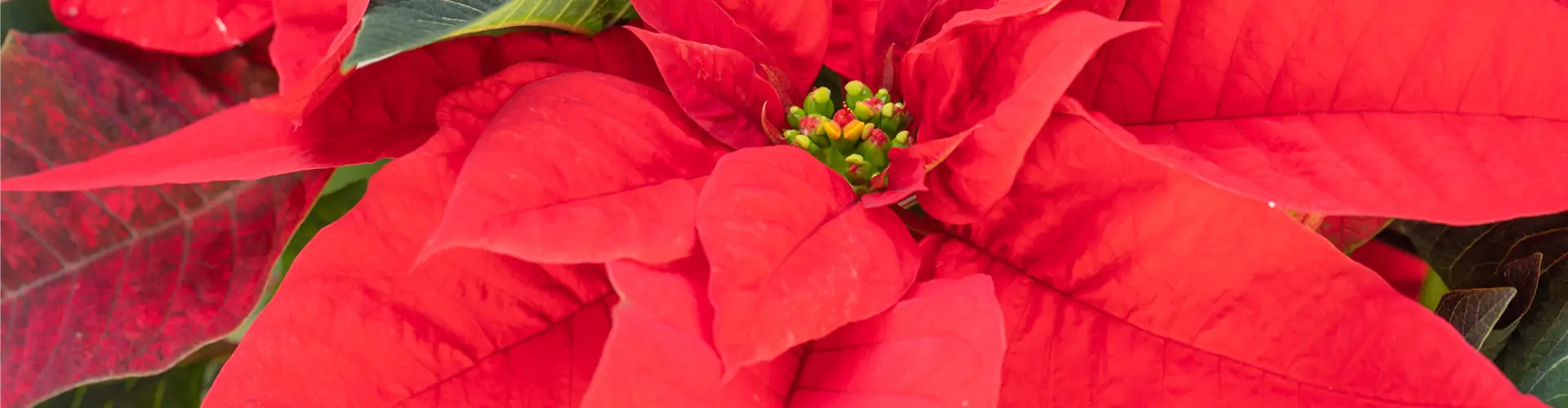 Euphorbia pulcherrima, rot