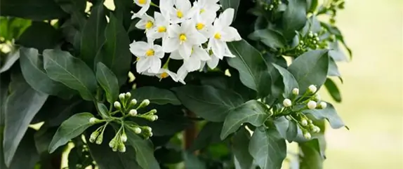DER SOMMERJASMIN!
