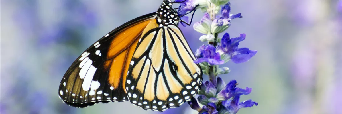 Info-Broschüre-Insekt-Schmetterling Info-Broschüre-Insekt-Schmetterling