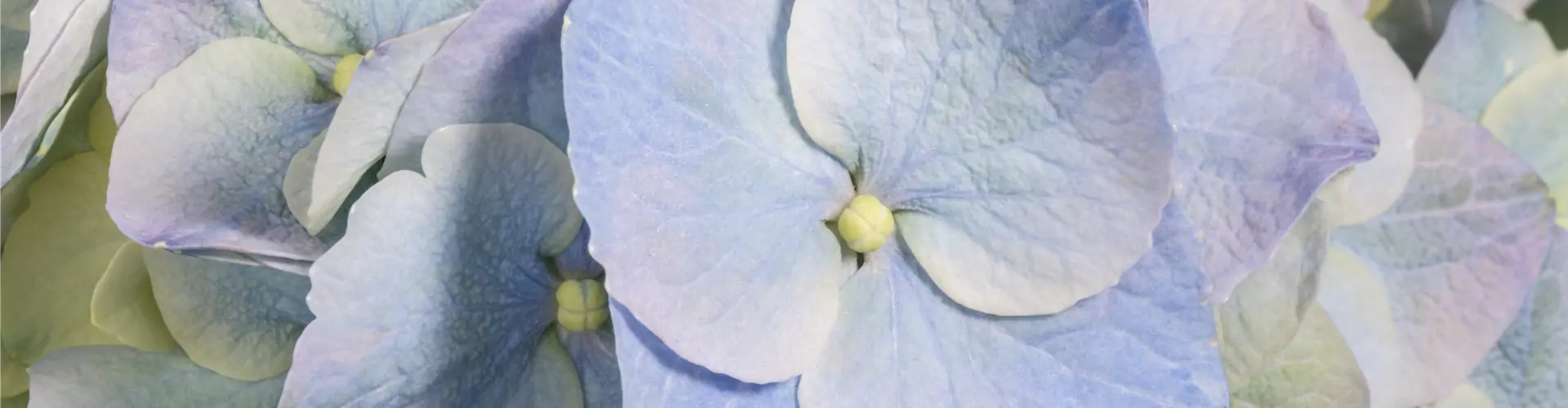 Hydrangea macrophylla, blau