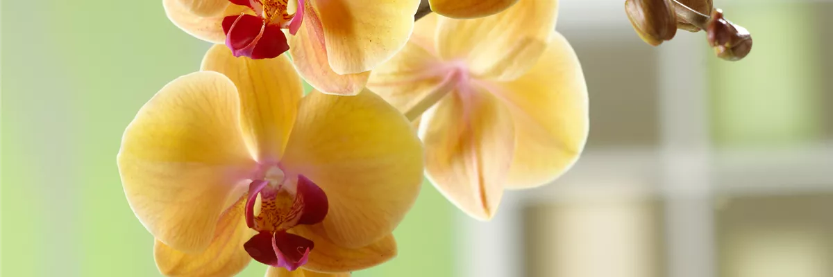pflanzen-pflegekarte-wie-geht-malayenblume-pflegen pflanzen-pflegekarte-wie-geht-malayenblume-pflegen