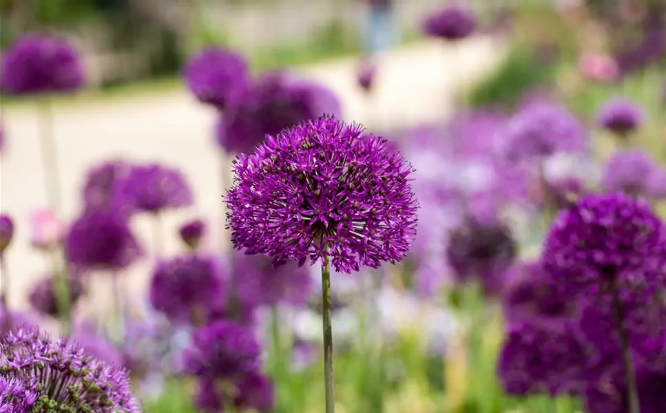 FÜR HAUS UND GARTEN – SEIT 1984 - IHR PFLANZENSPEZIALIST