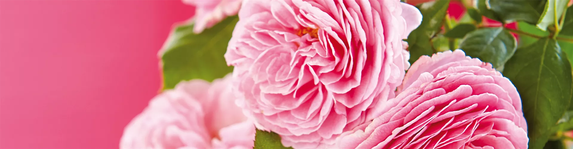 LIEBE LIEGT IN DER LUFT