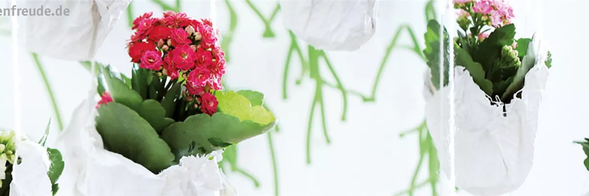 Slider_Muttertag_1930x500 Slider_Muttertag_1930x500