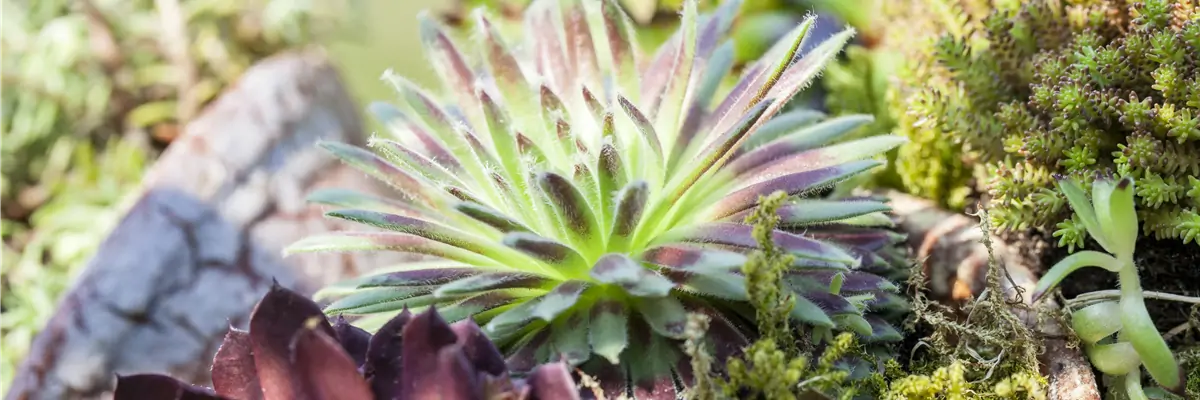 Sempervivum Sempervivum