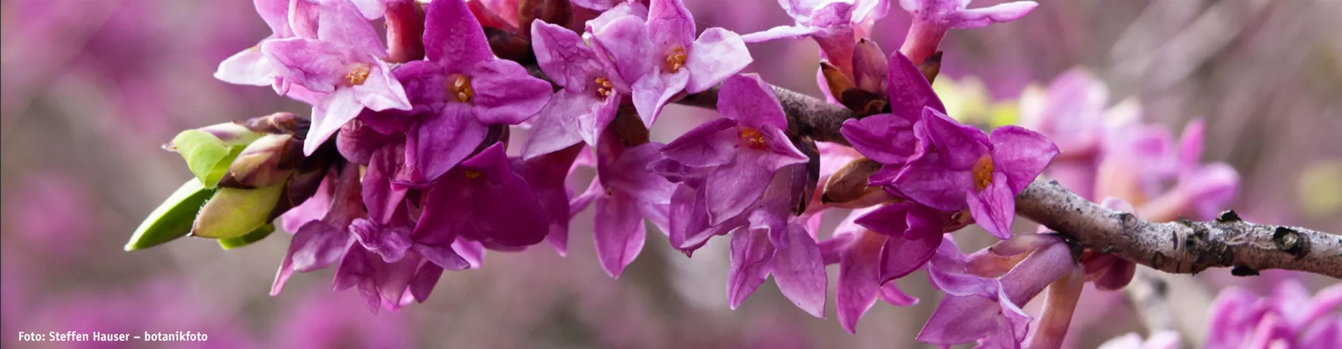 BLÜHENDE GEHÖLZE! 