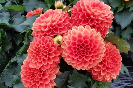 Dahlie