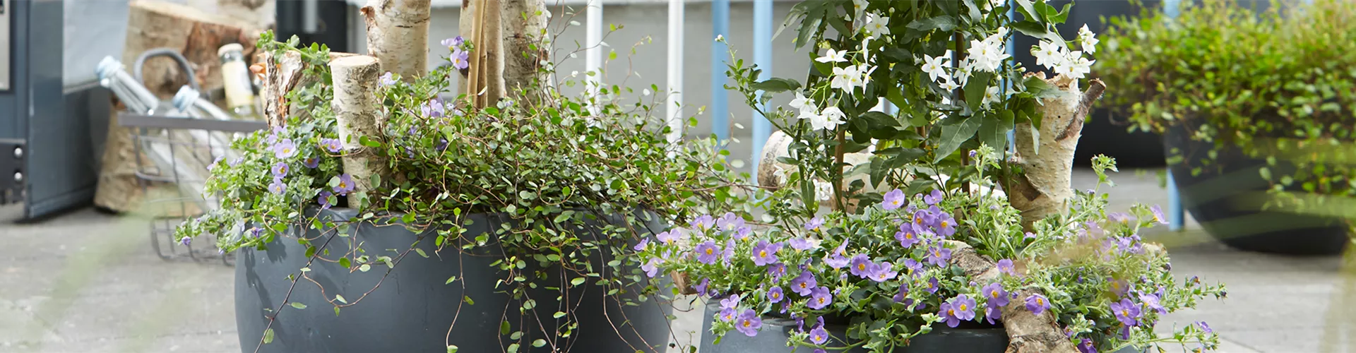 AUF DIE PLäTZE, PFLANZEN, LOS!