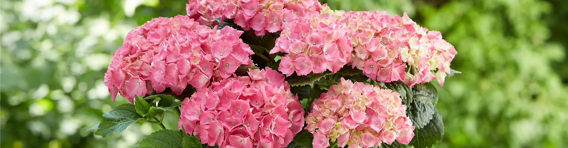 Hortensie