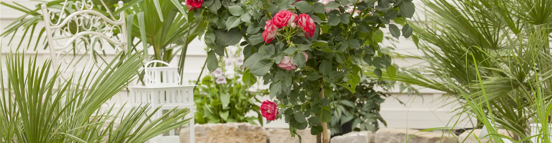 Rosa, Stamm