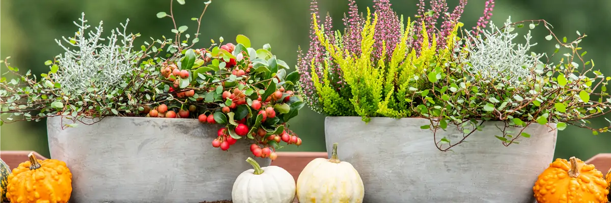 Pflanzgefäße im Herbst - Ambiente Pflanzgefäße im Herbst - Ambiente