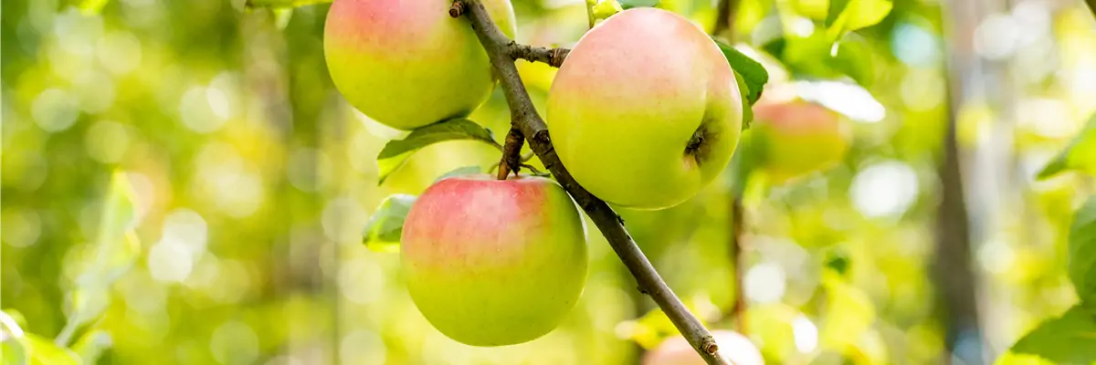 Apfel Apfel