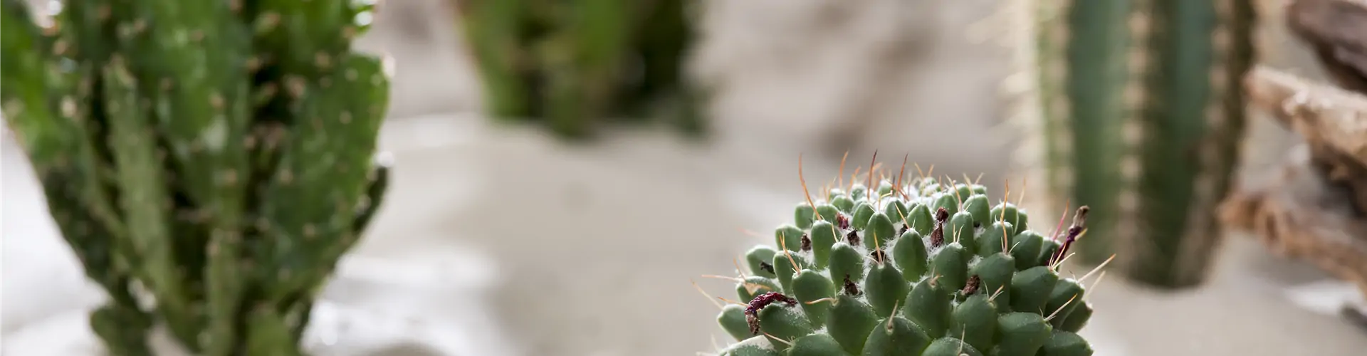 Cactus