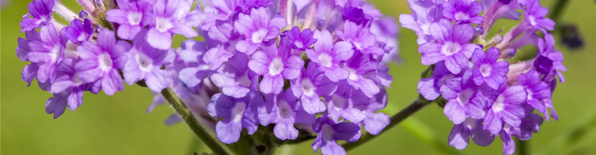 Verbena rigida, lila
