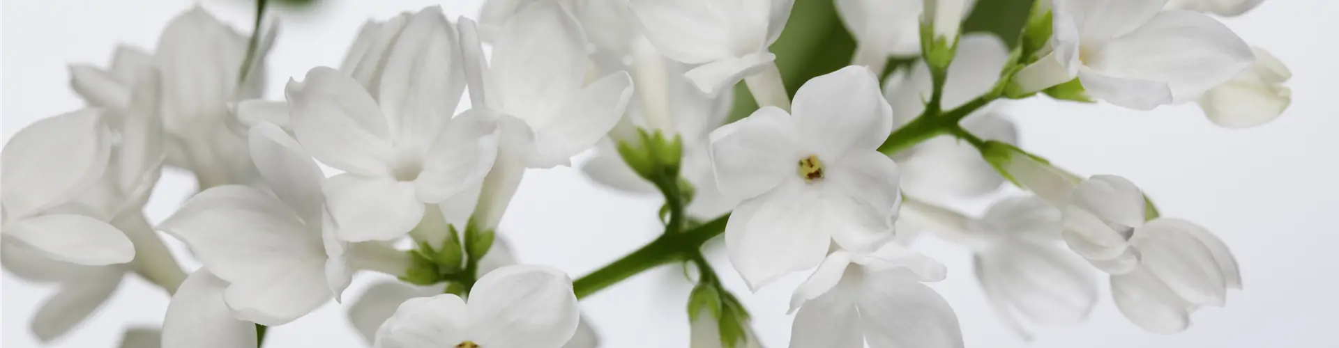 Syringa