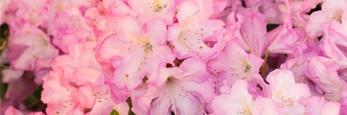 Rhododendron, duft
