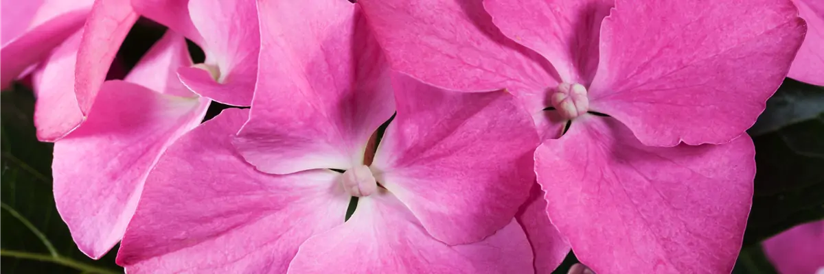 Hydrangea macrophylla, rosa Tellerblüten